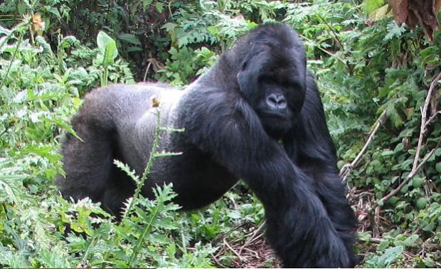 Rwanda Gorilla